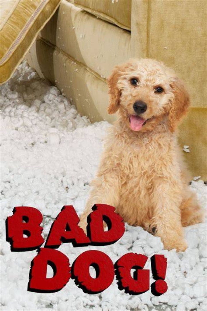 Bad Dog