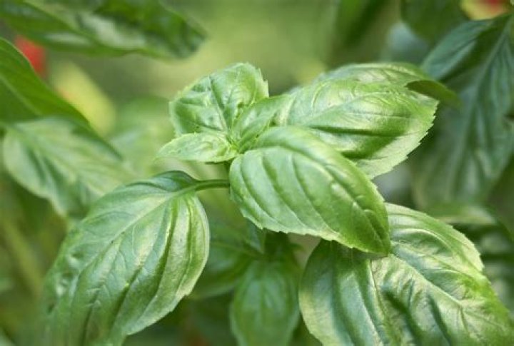 Basil Bugsywhip