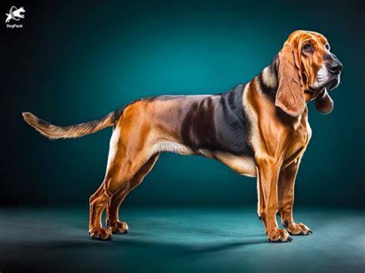 Bloodhound's Regression Instinct