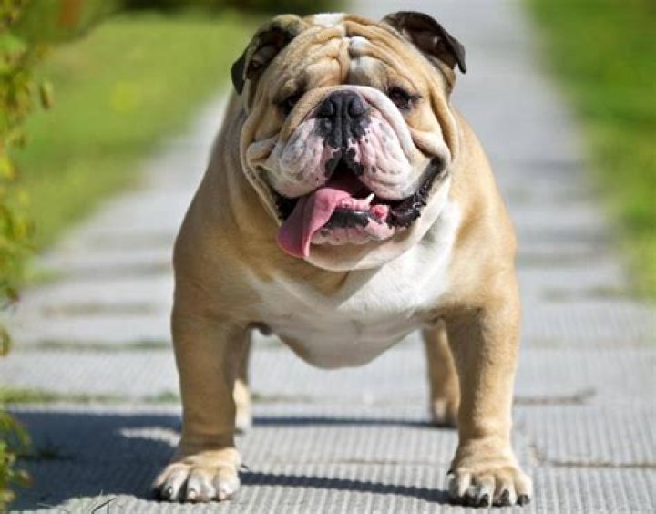 Bulldog