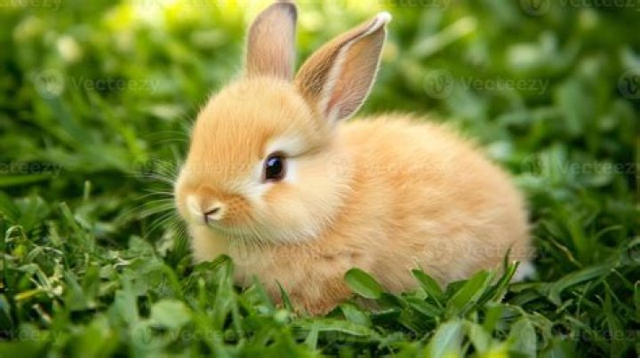 Bunny
