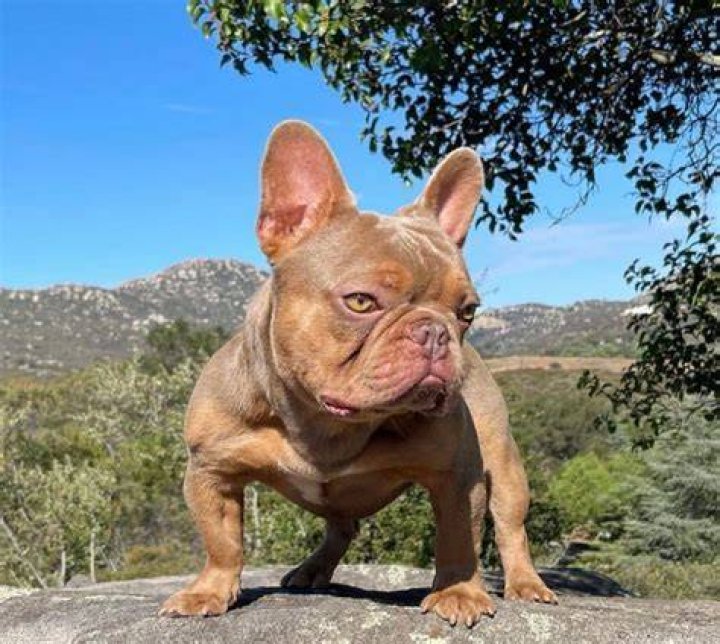 French Bully