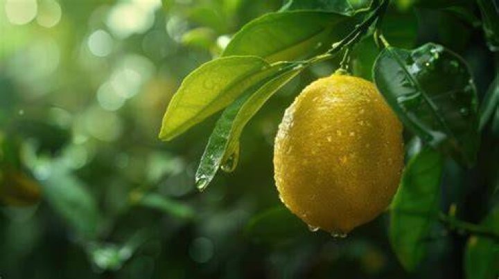 Limon
