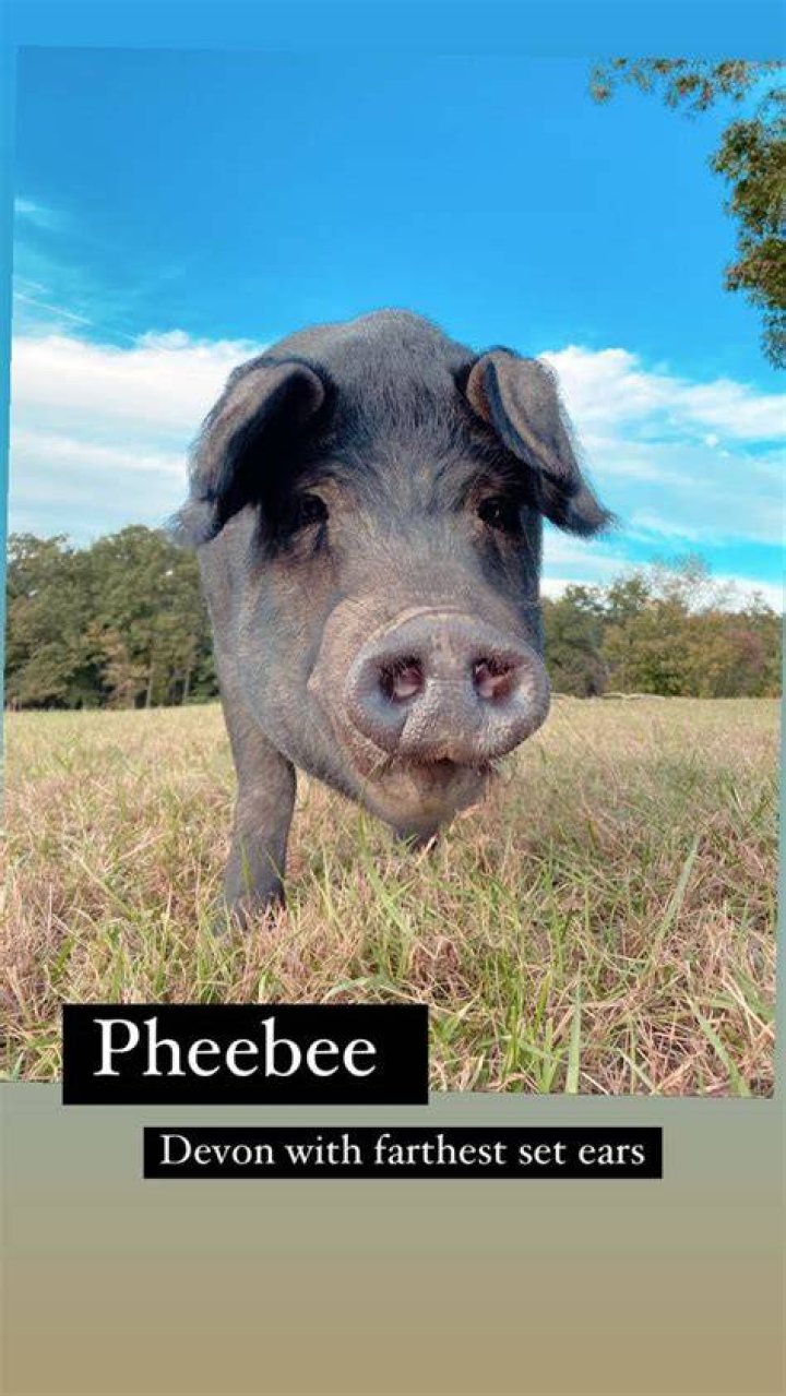 Pheebee