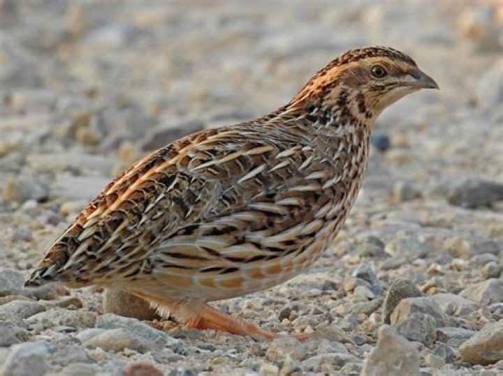 Quail's Girlfriend