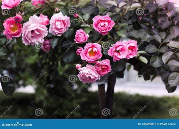 Rosa Delle Rose