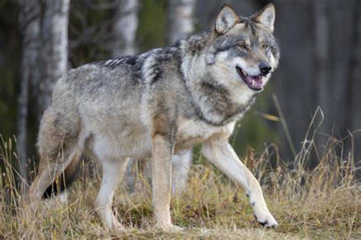 The Wolf