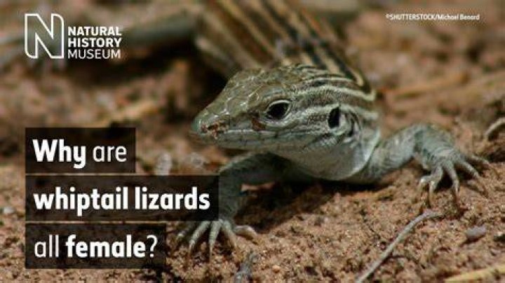 Whiptail / Old Woman