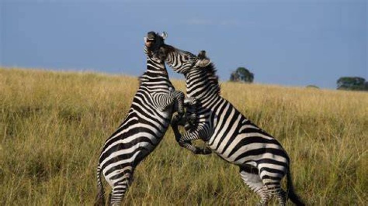 Zebra - Fight Trainer